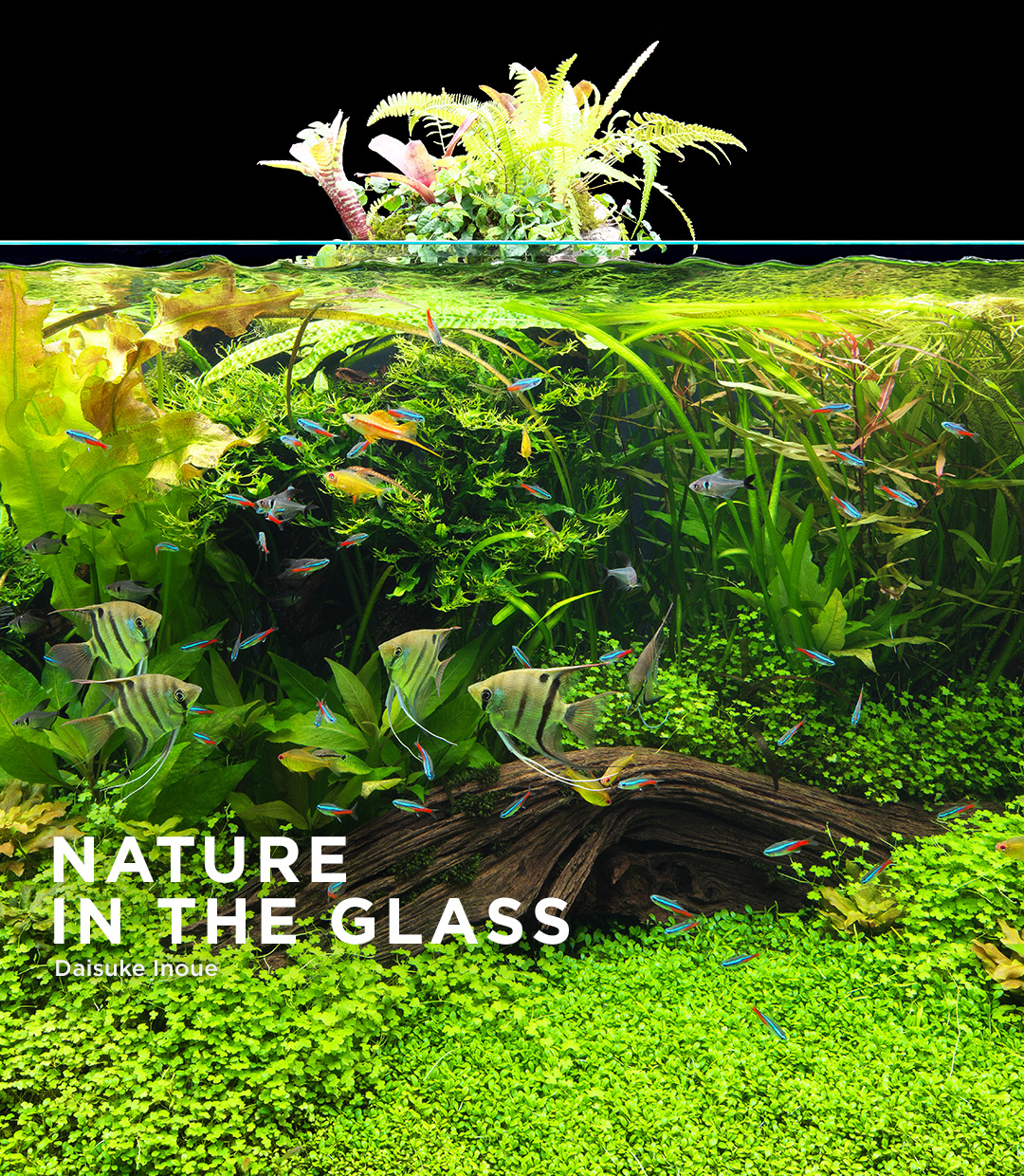 NATURE IN THE GLASS “Exotica”