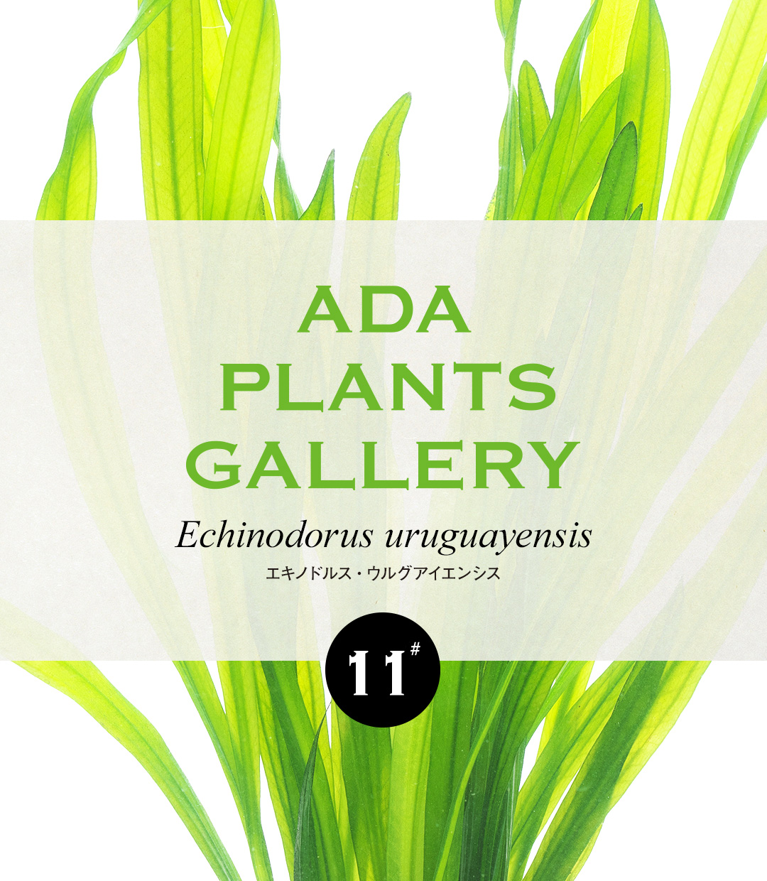 ADA PLANTS GALLERY #11 Echinodorus uruguayensis