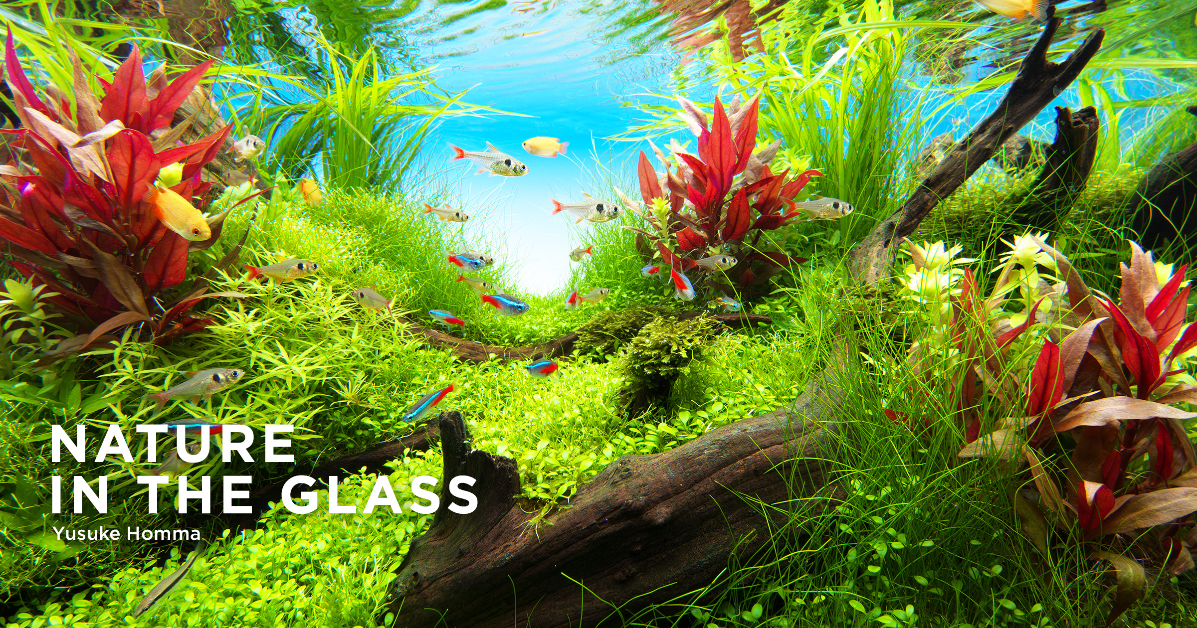 NATURE IN THE GLASS “Aquascape Fantasia” | en