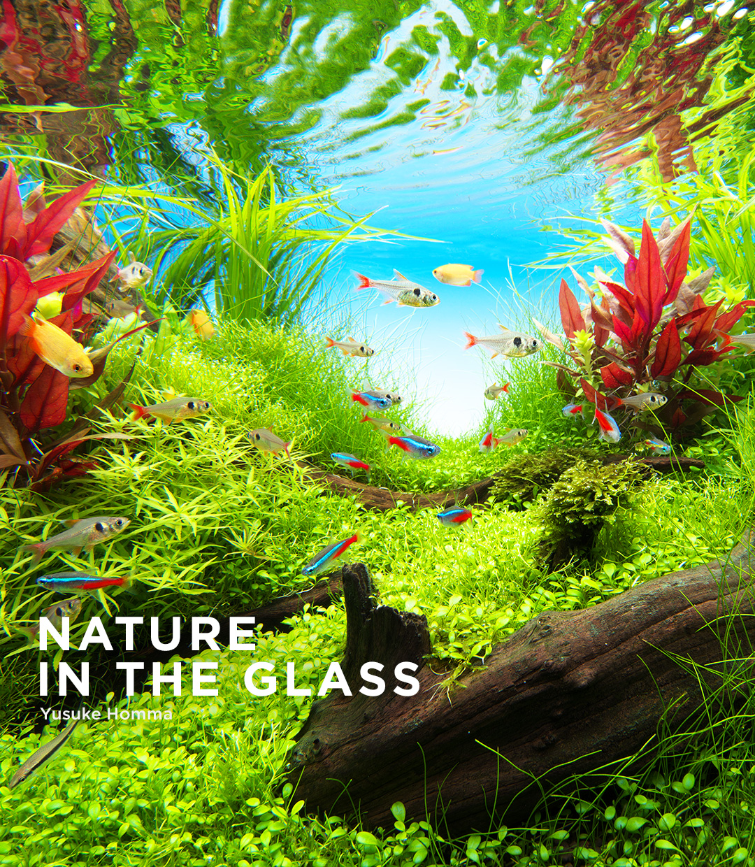 NATURE IN THE GLASS  “Aquascape Fantasia”