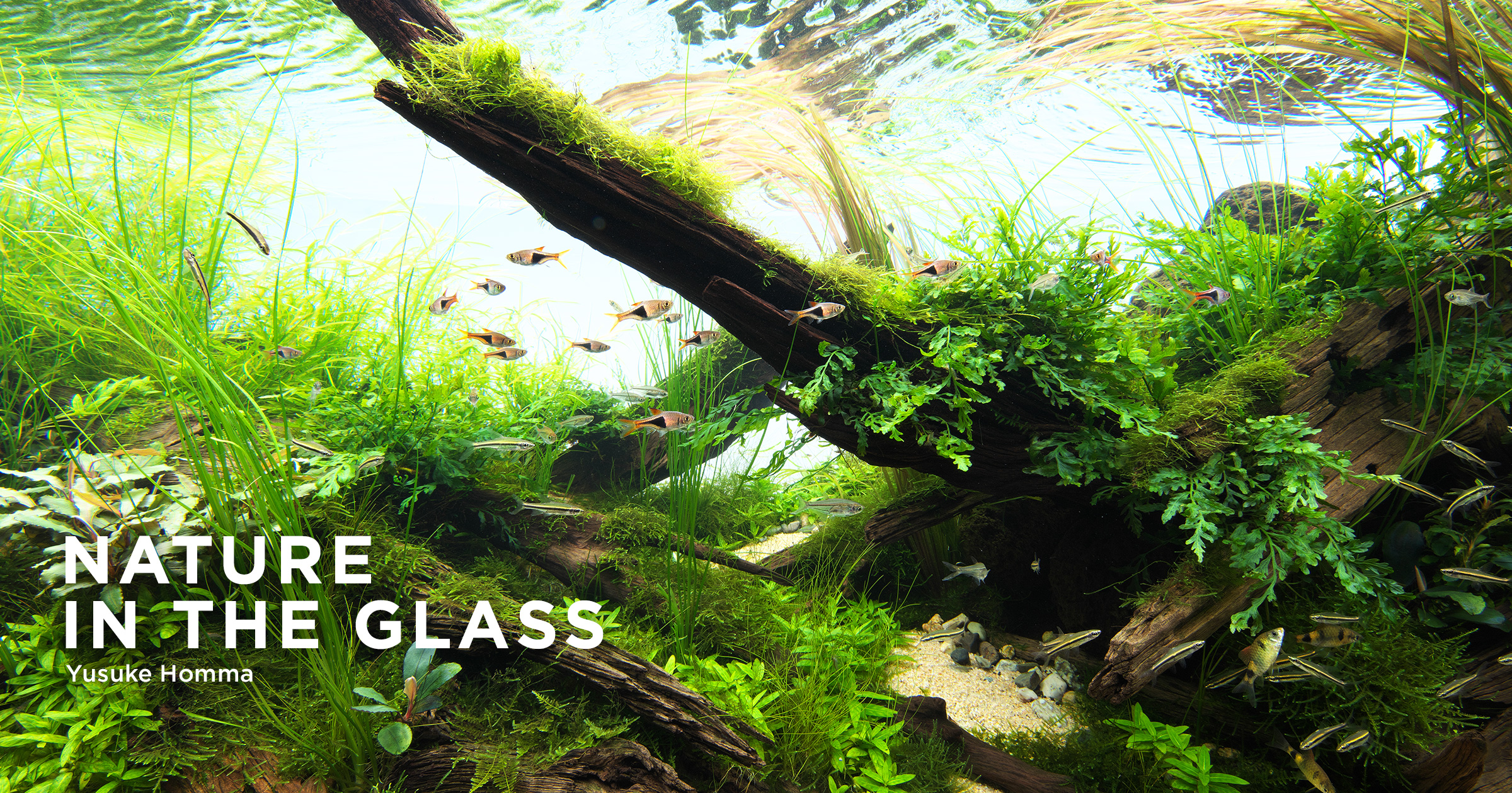 NATURE IN THE GLASS “Connecting Life” | en