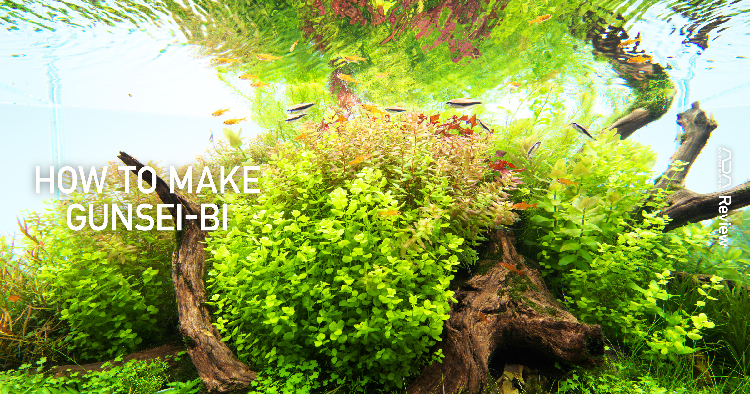 ADA Review 'Seven Steps to Creating Beautiful Aquatic Plant