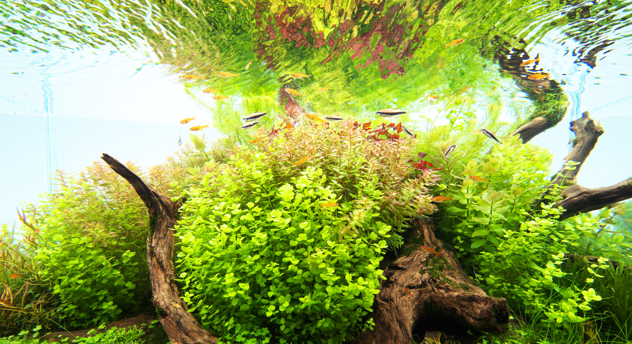 ADA Review ‘Seven Steps to Creating Beautiful Aquatic Plant Clusters’