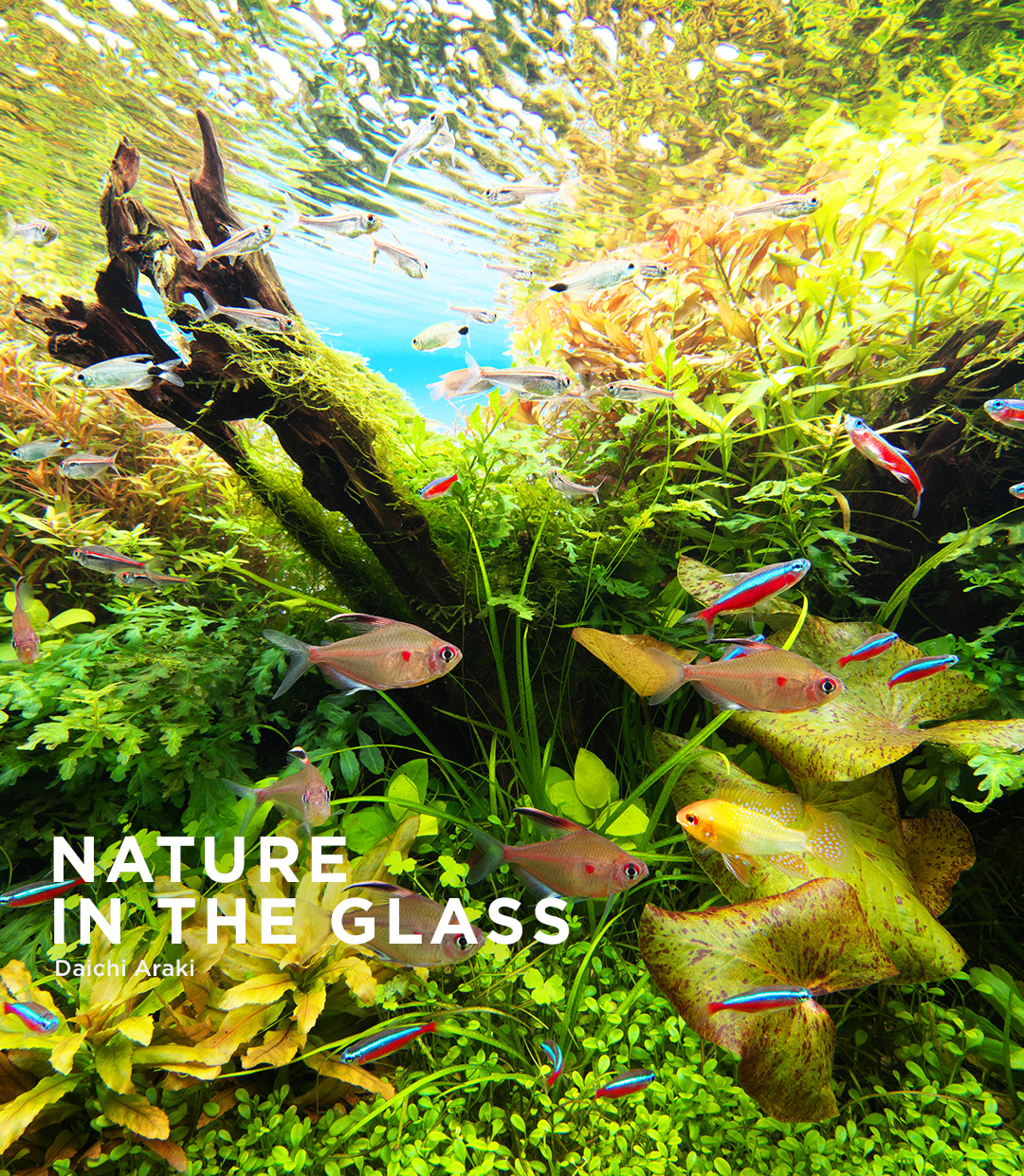 NATURE IN THE GLASS “Relaxing Aquascape”