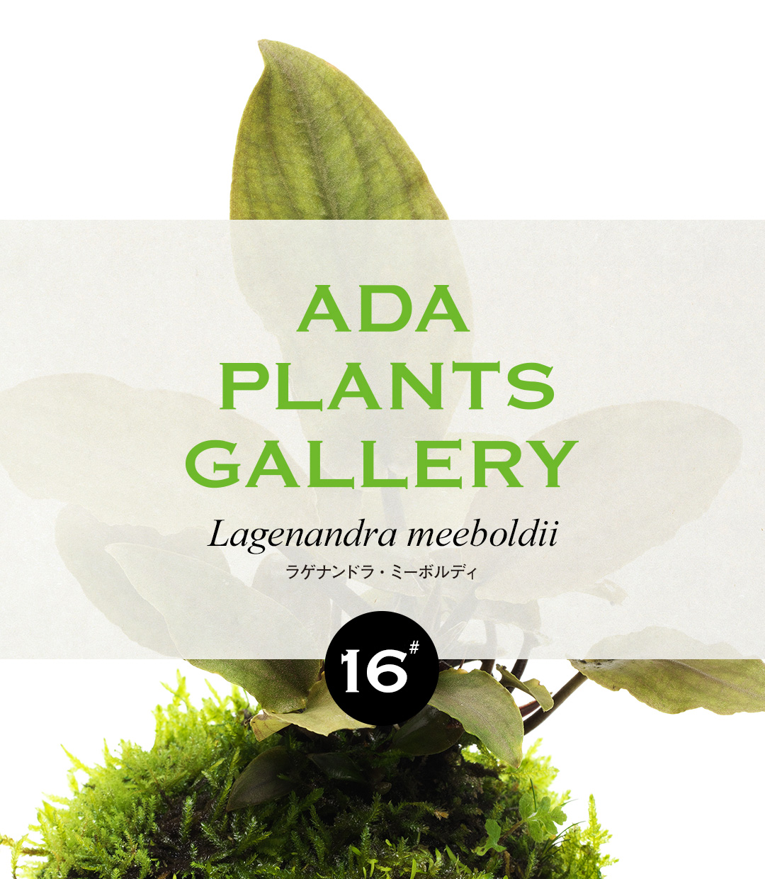 ADA PLANTS GALLERY #16 Lagenandra meeboldii