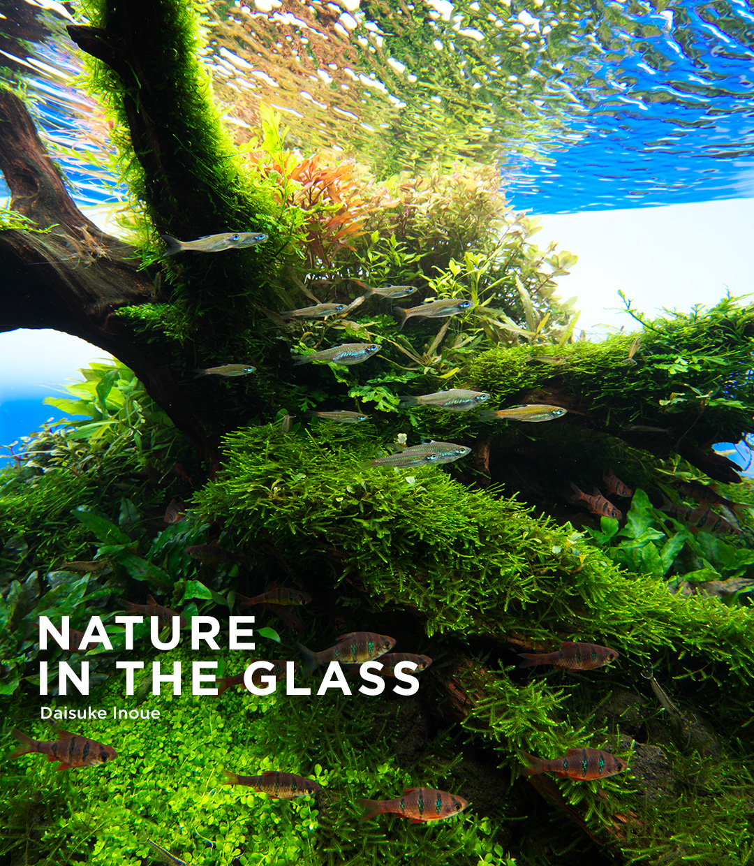 NATURE IN THE GLASS “World Tree”