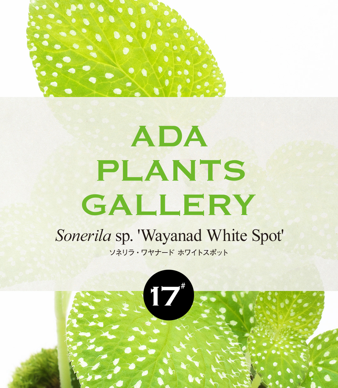 ADA PLANTS GALLERY #17 Sonerila sp. ‘Wayanad White Spot’