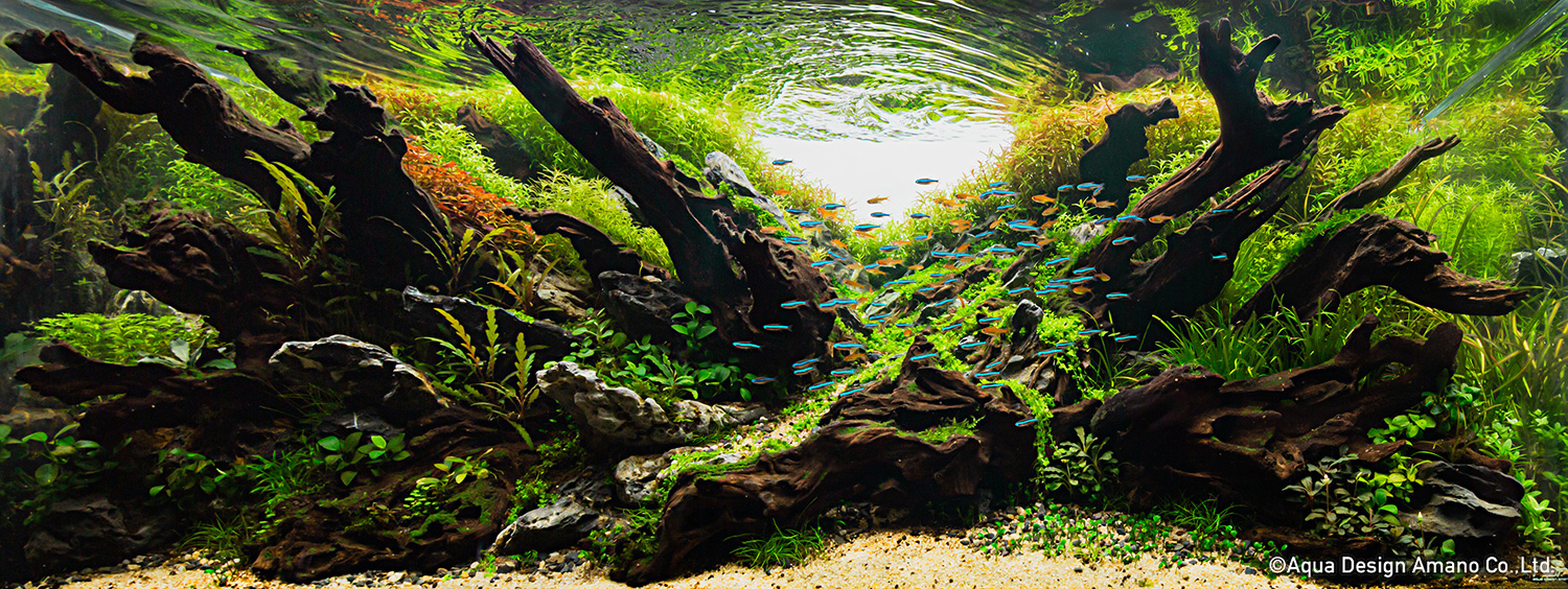 Nano aquarium, petit aquarium - Animal Valley