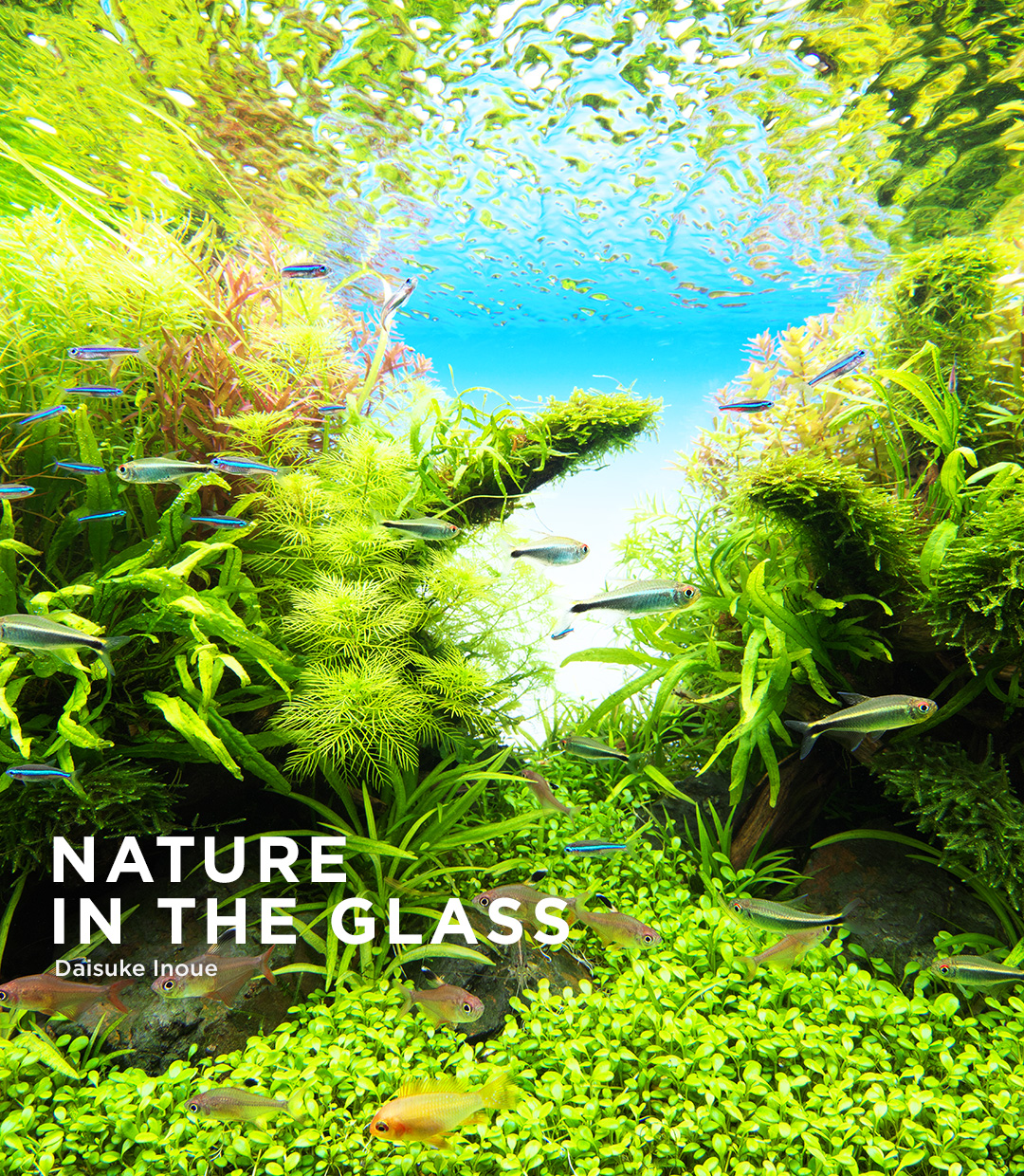 NATURE IN THE GLASS “Light of Worlds”