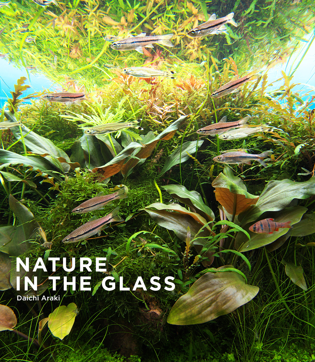 NATURE IN THE GLASS “Peaceful Clump”