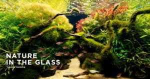 NATURE IN THE GLASS 'Fine Summer Breeze' | en