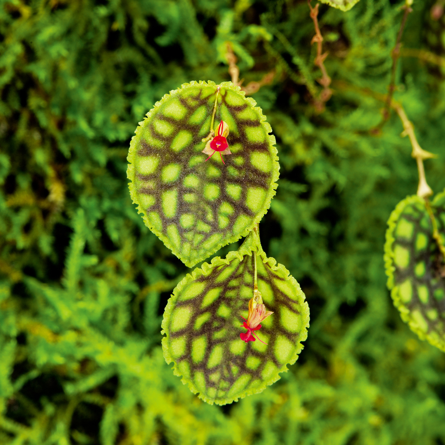 NEW JUNGLE PLANTS: Small epiphytic orchids | en