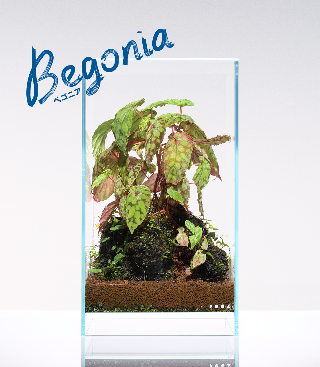 NEW JUNGLE PLANTS : Begonia