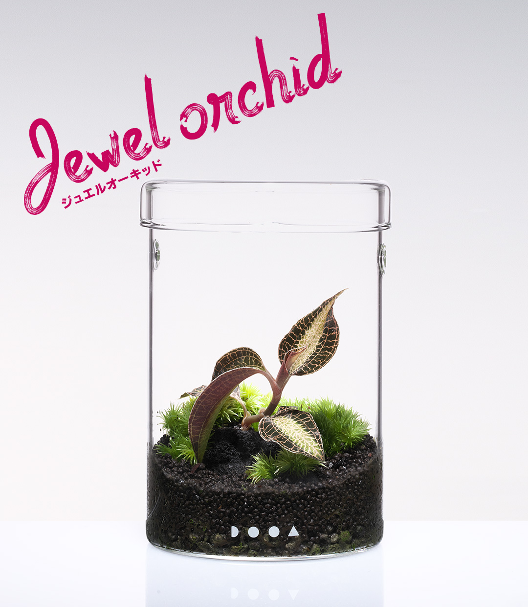 NEW JUNGLE PLANTS : Jewel orchid