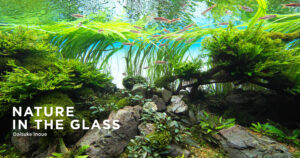 NATURE IN THE GLASS 'Nostalgia' | en