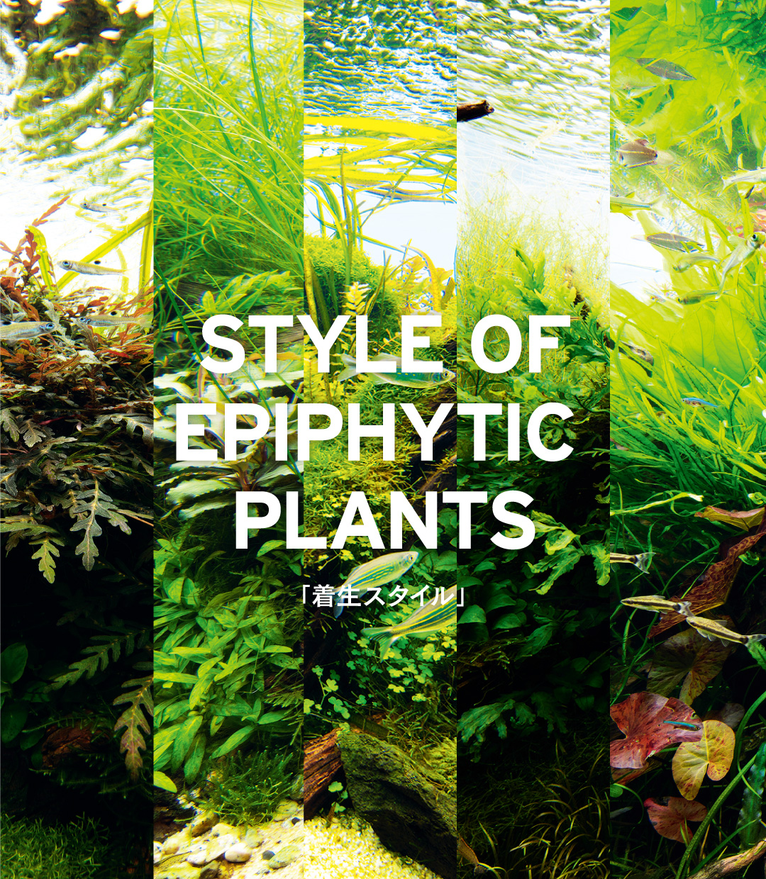 [ STYLE OF EPIPHYTIC PLANTS ] Effective use of epiphytic aquatic plants in layout scenes