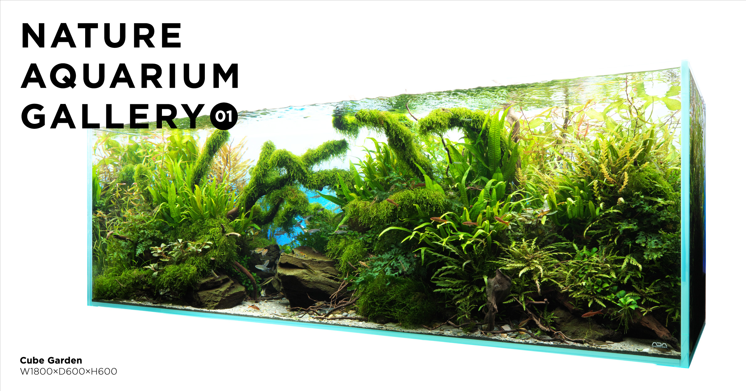 M*o様 SUIKEI nature aquarium visual magaz M*o様 SUIKEI nature aquarium visual magaz（NATURE IN THE