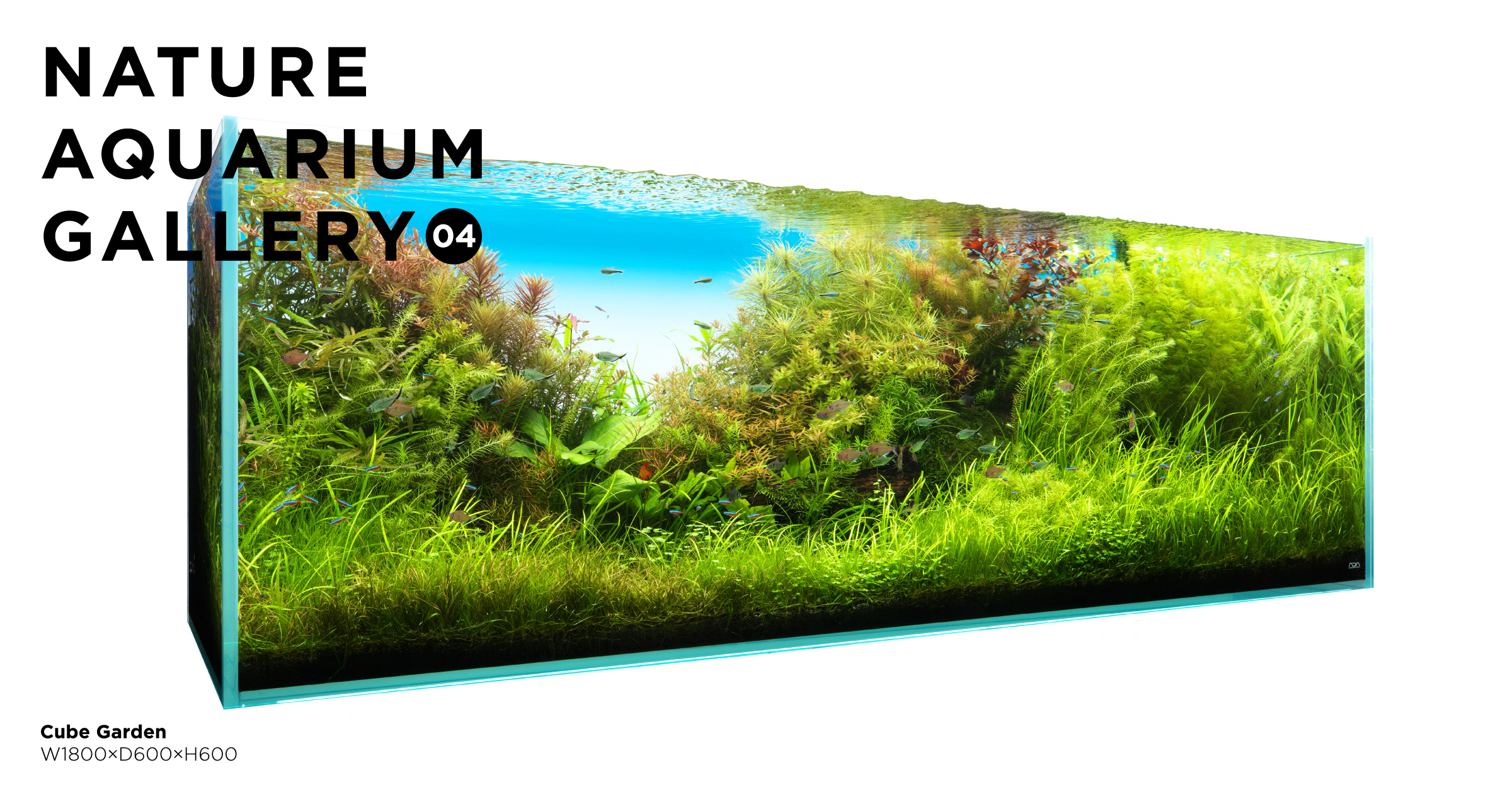 ADA NATURE AQUARIUM SOLAR-I グリーン DOOA ネオグラスエア W30×D18×H12﻿ ﻿ 無事完成🌿✨ ﻿ 水上部分が